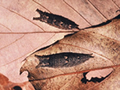 オオムラサキの一生 : 越冬幼虫