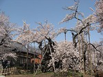 実相寺の山高神代桜