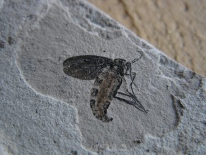 虫の化石