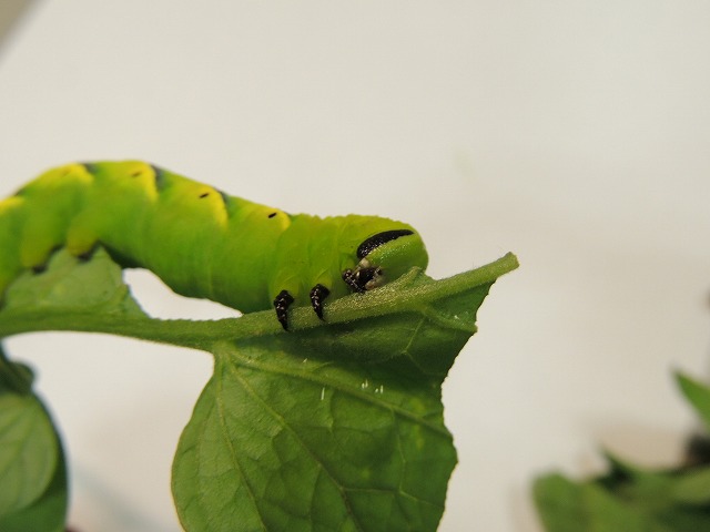 しっぽ の ある 幼虫