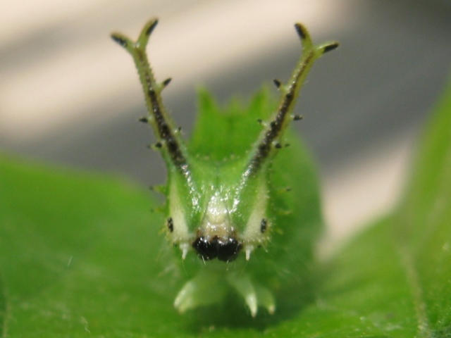 チョウの幼虫とのふれあい 北杜市オオムラサキセンター公式サイト