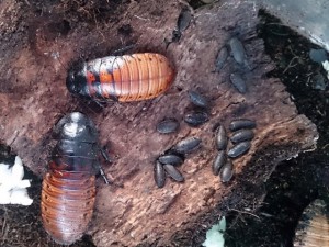 マダガスカルオオゴキブリ