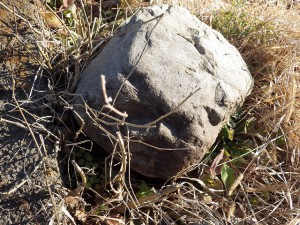 20160114ゴミムシダマシ (3)の居た石