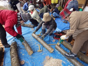 20160206 - キノコのホダ木作り（ナメコ） (6)