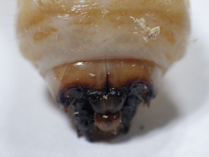 20160202カミキリムシ（幼虫） (1)