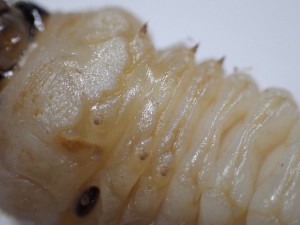 20160202カミキリムシ（幼虫） (7)