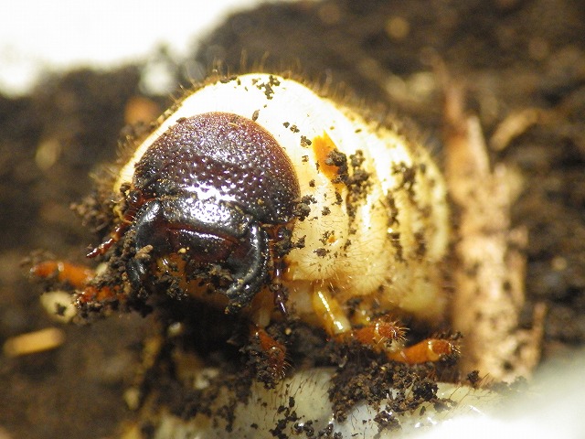 カブトムシの幼虫探し 北杜市オオムラサキセンター公式サイト