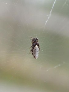 20160420 - ギンメッキゴミグモ
