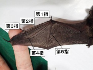 20160611o - アブラコウモリの翼