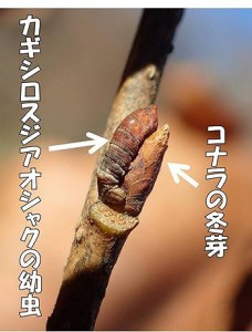 20161203 - カジシロスジアオシャク（幼虫）