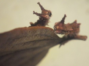 20161216af - オオムラサキ（幼虫）