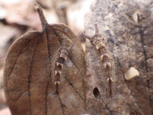 20170112 - オオムラサキ（幼虫） (1)