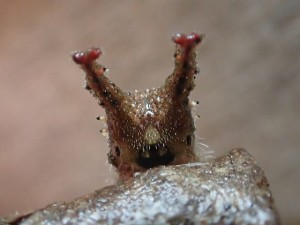 オオムラサキ幼虫