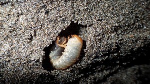 コガネムシ幼虫海辺