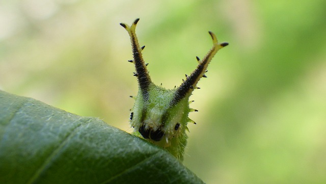 チョウの幼虫とのふれあい体験 北杜市オオムラサキセンター公式サイト