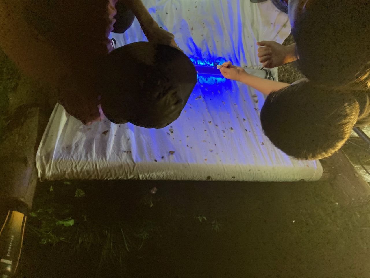 夜の昆虫観察会