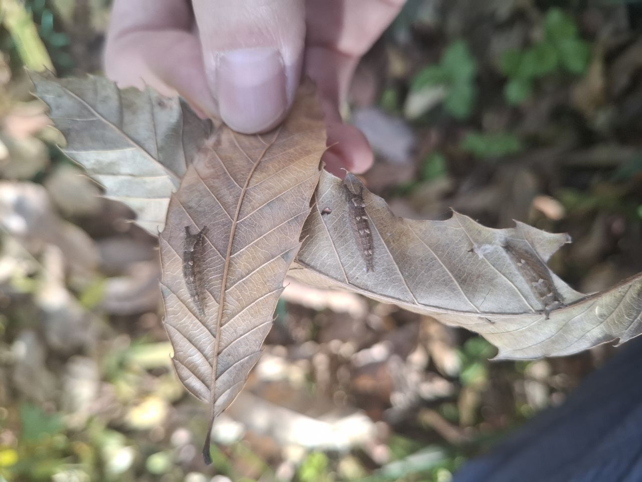 冬の昆虫ガイド