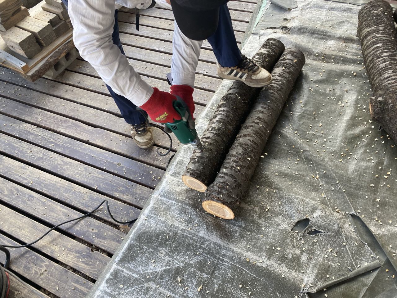 しいたけのほだ木づくり体験